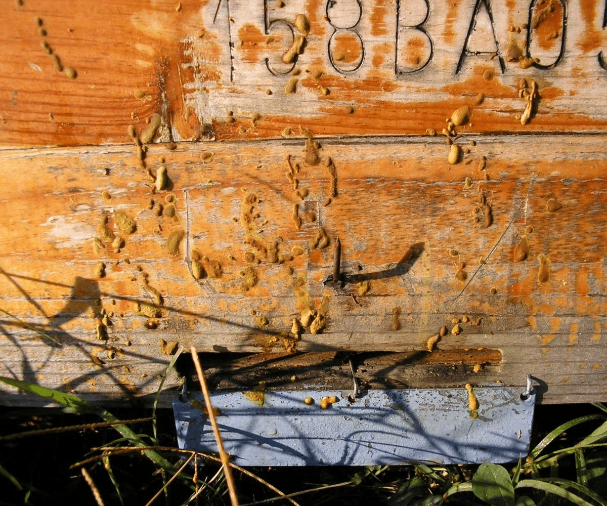 Nosema, le tueur silencieux des abeilles - MALADIES & PARASITES