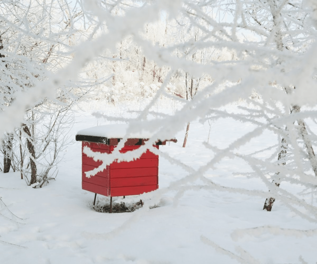 Isolation, condensation et ventilation dans les ruches : comment protéger nos abeilles - APICULTEUR DÉBUTANT