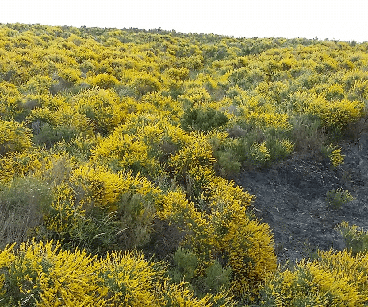 Miel d’Albaida ou genet des falaises : goût, arôme, couleur et toutes ses caractéristiques - À PROPOS DU MIEL