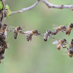 L'énigme de la ronde des abeilles (festooning) - PLANTES MELLIFÈRES