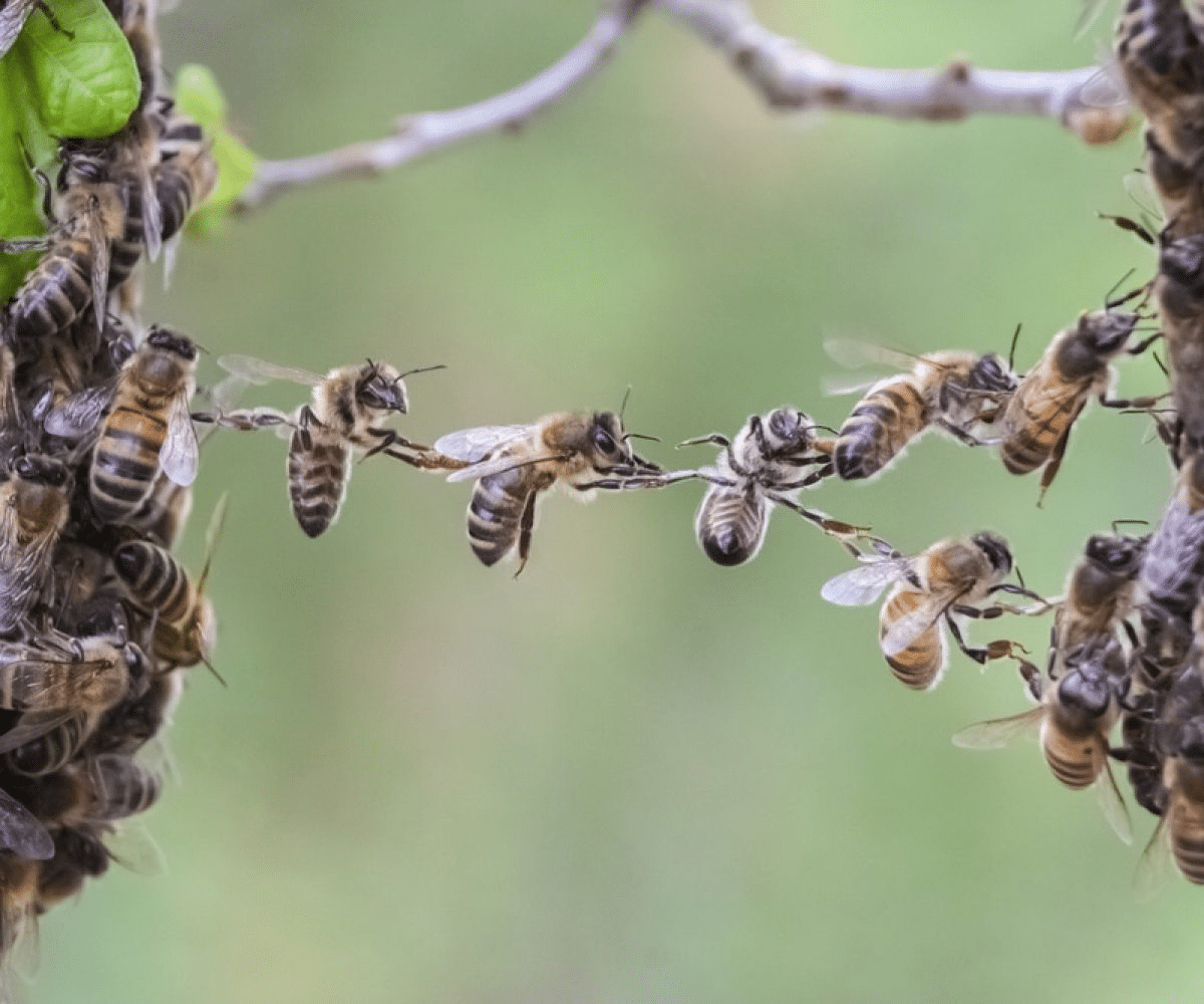 L'énigme de la ronde des abeilles (festooning) - APICULTEUR DÉBUTANT