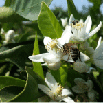 Les principales floraisons pour la récolte de miel de printemps - Non classifié(e)