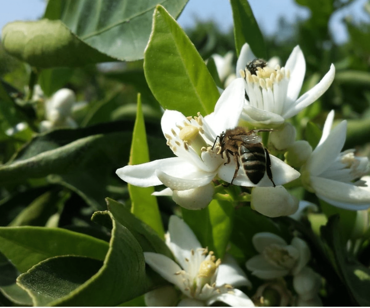 Les principales floraisons pour la récolte de miel de printemps - PLANTES MELLIFÈRES