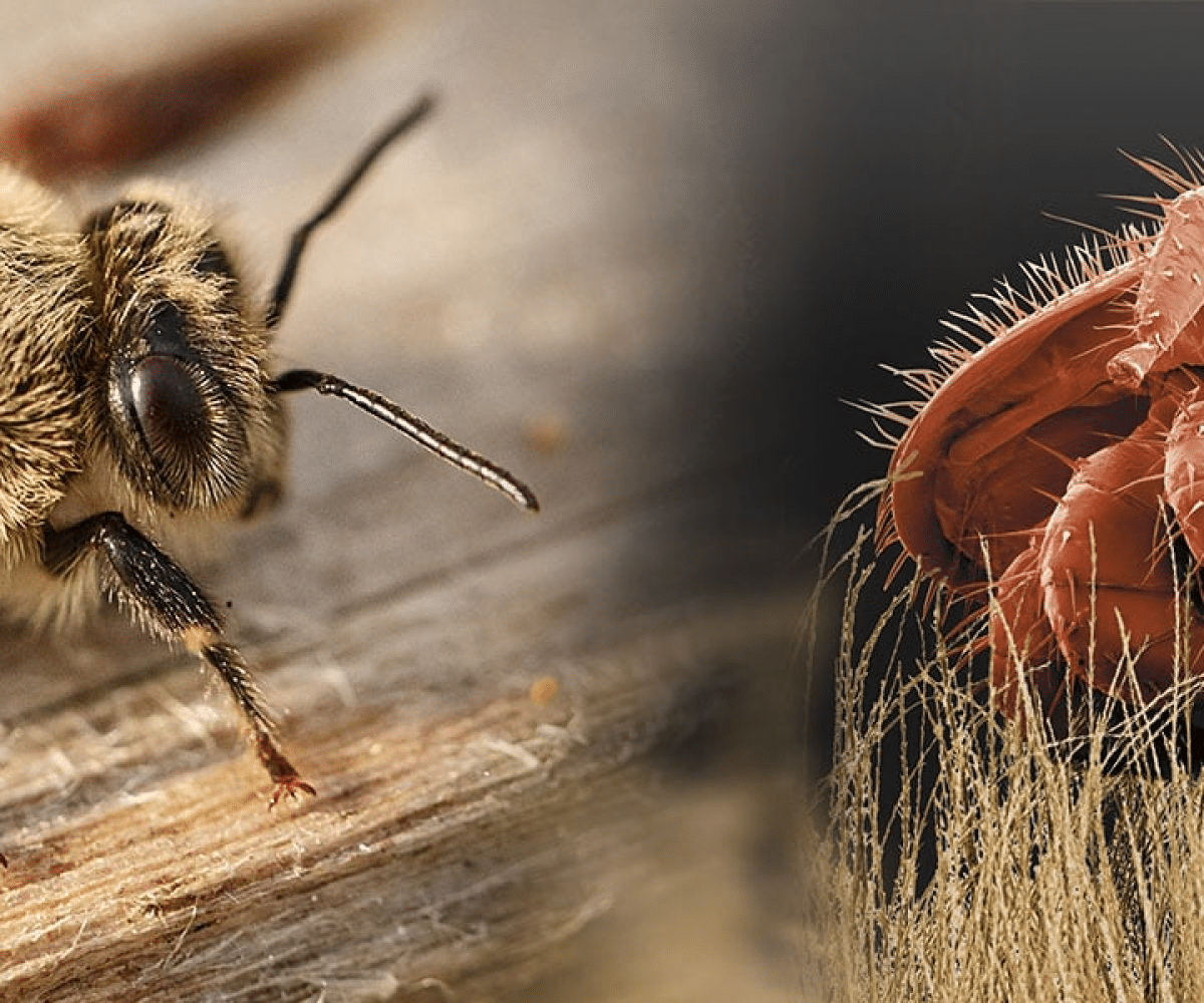 Diagnostic du varroa : détection et prise de décision - MALADIES & PARASITES