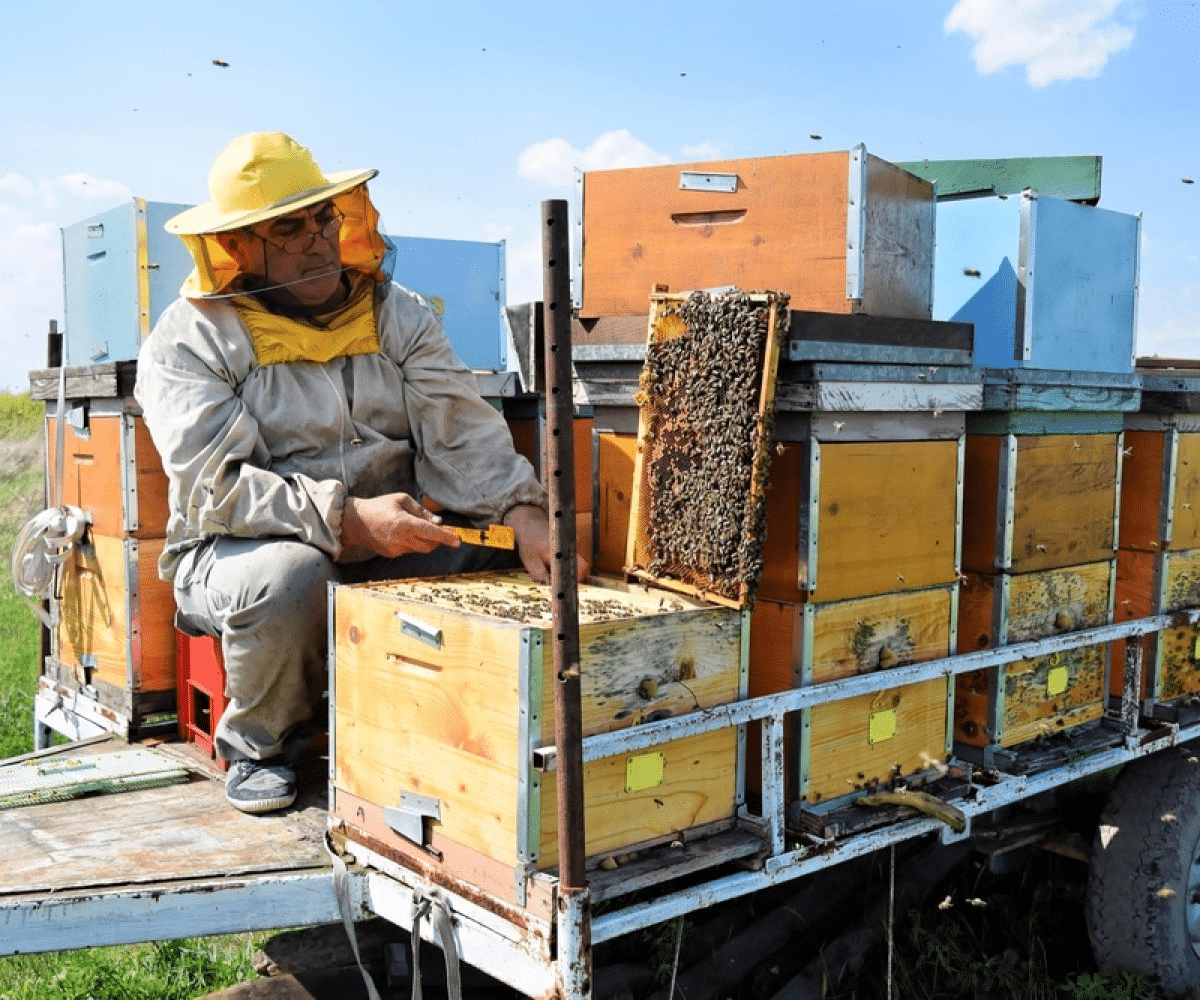 Comment transporter des abeilles ? - Non classifié(e)