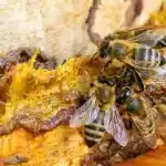 La propolis : récolte et préparation de teinture de propolis maison - APICULTEUR DÉBUTANT