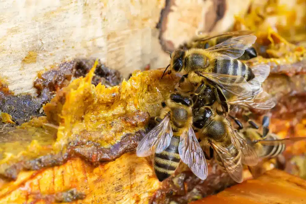 La propolis : récolte et préparation de teinture de propolis maison - Non classifié(e)