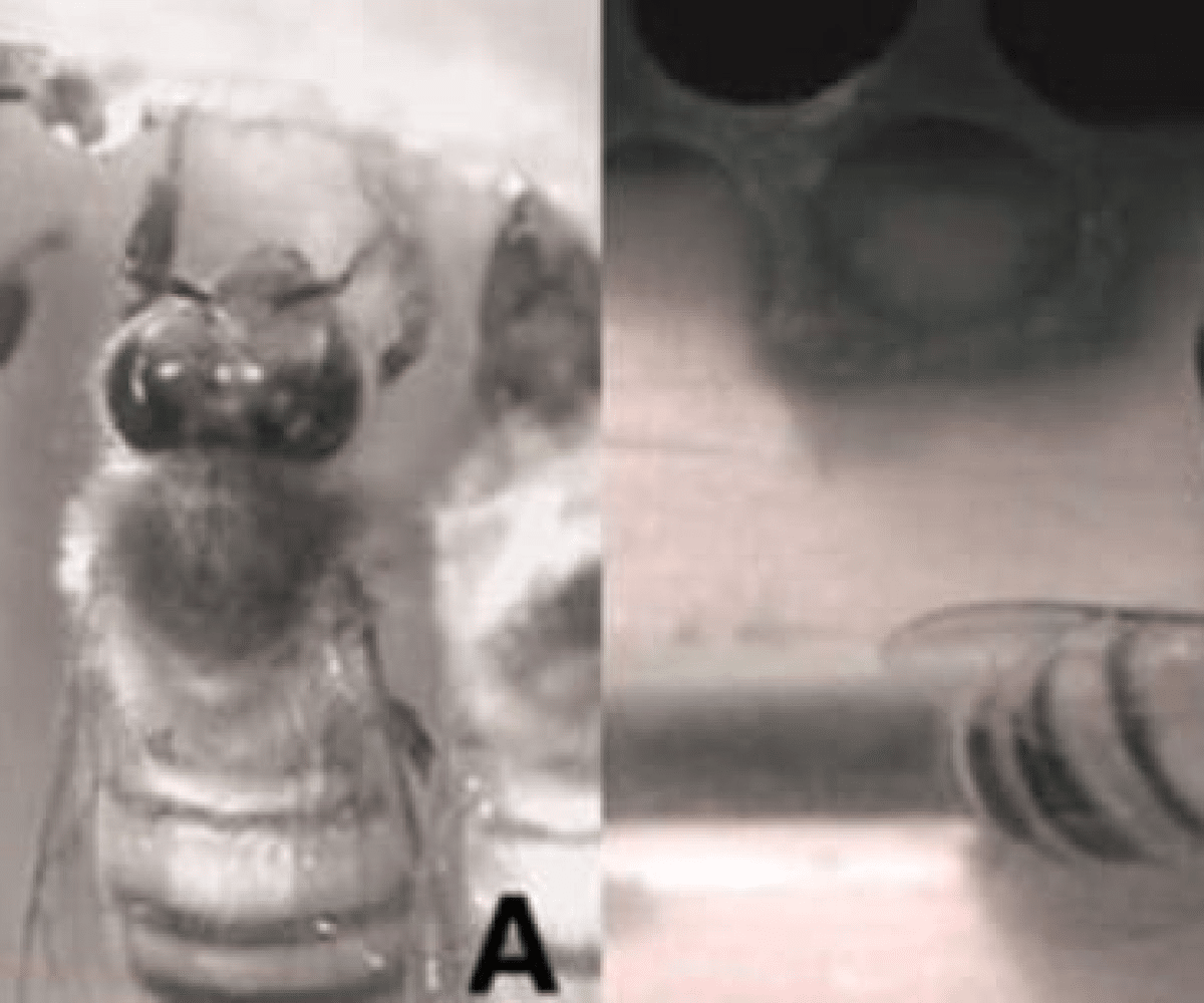 Les abeilles dorment-elles ? - APICULTEUR DÉBUTANT