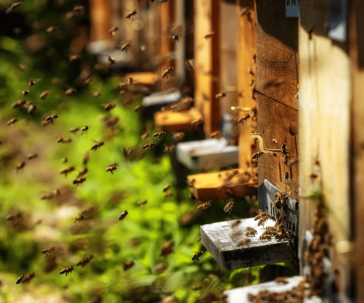 La dérive chez les abeilles : pourquoi se produit-elle et quelles sont les solutions pour y remédier? - APICULTEUR DÉBUTANT