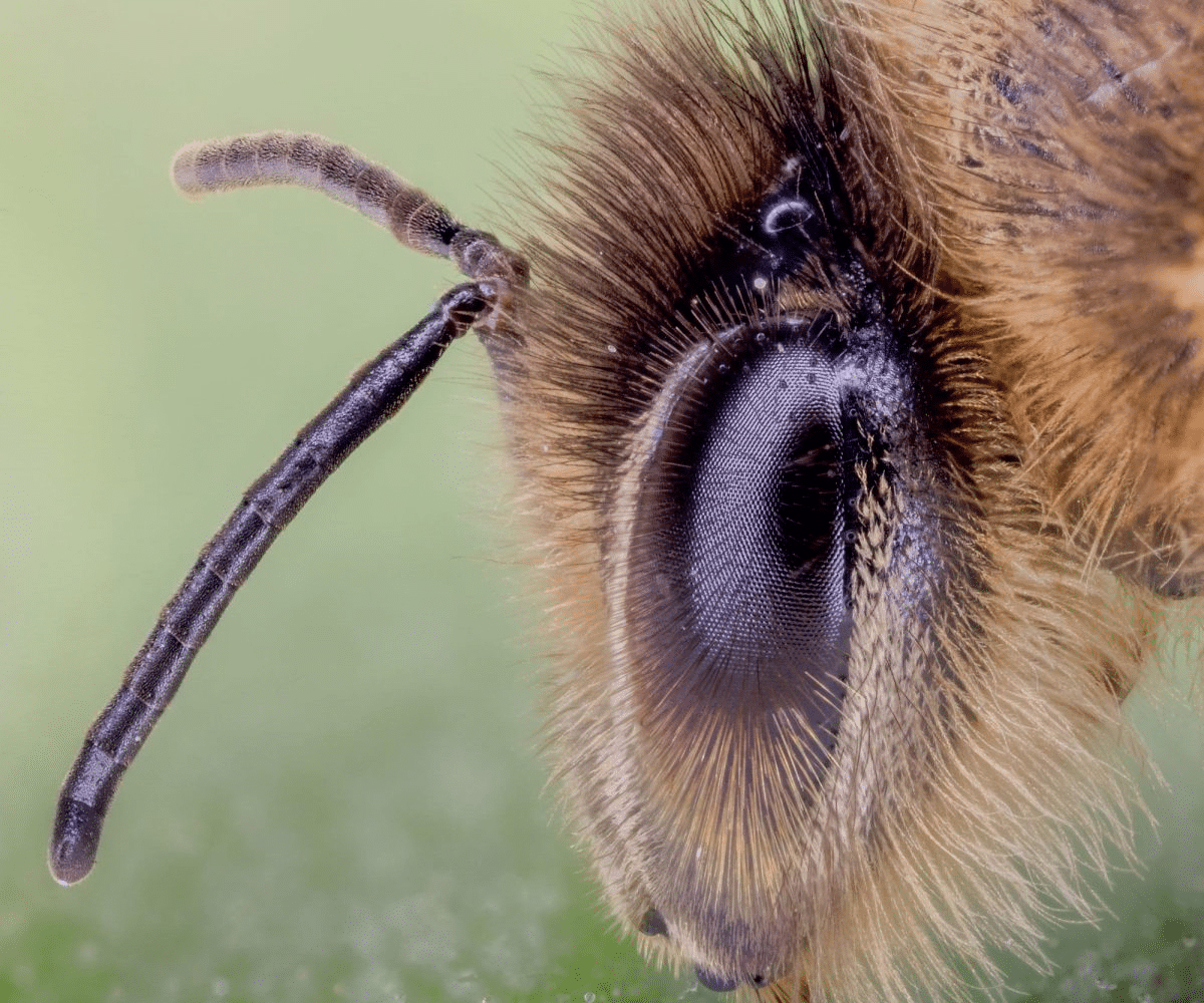 La vision des abeilles : comment voient-elles ? - APICULTEUR DÉBUTANT