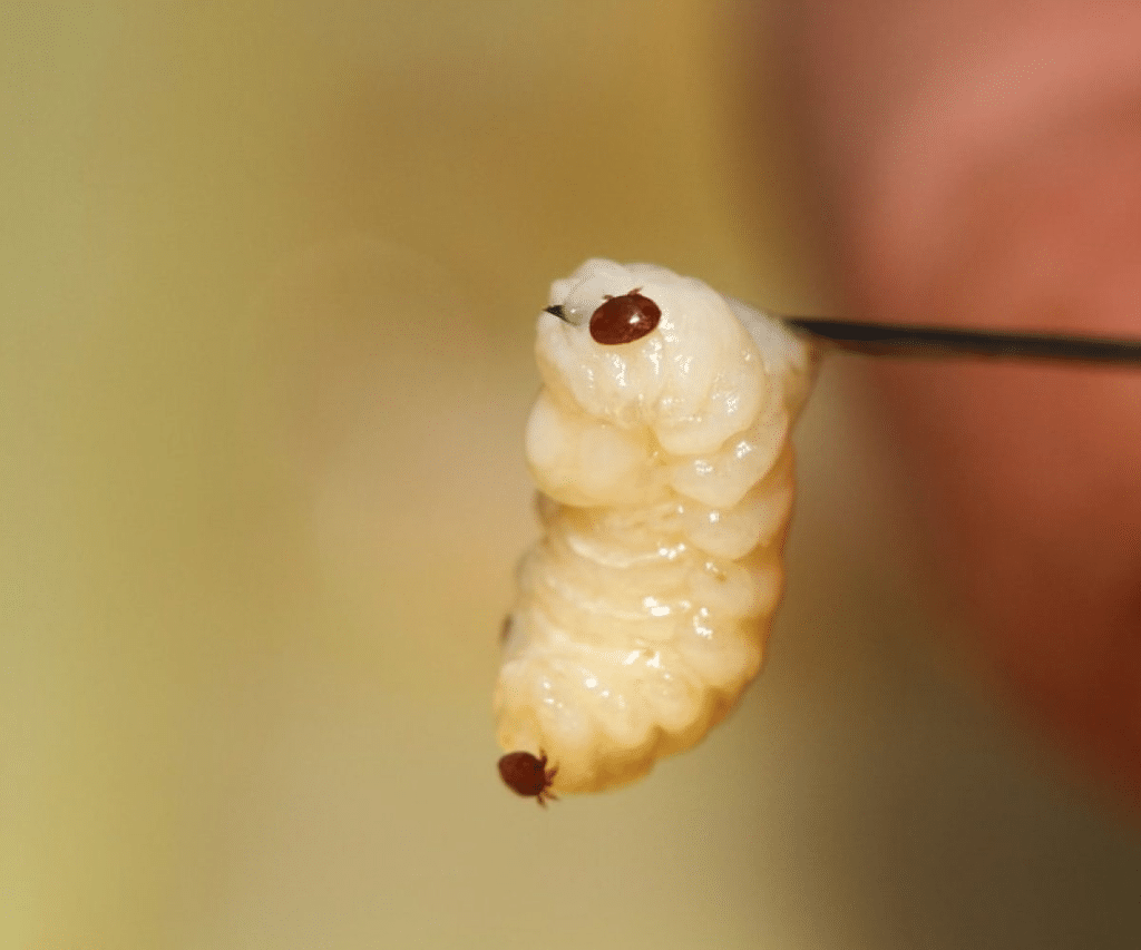 Stratégie intégrale pour le contrôle du varroa en apiculture - MALADIES & PARASITES