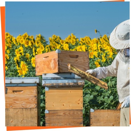 Wooden Beehives | Sustainable and High-Quality Solutions