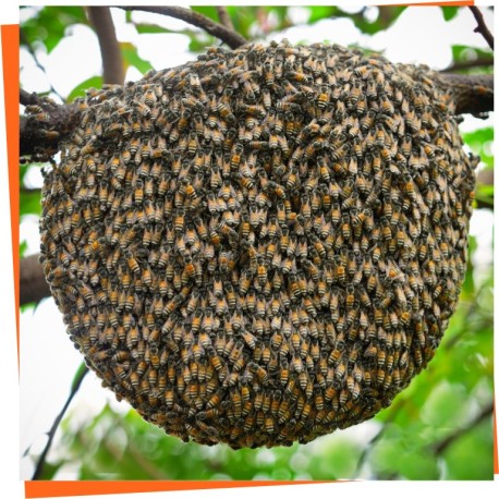 ≫ Caza enjambres - Atrapa abejas con la mejor gama de productos